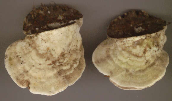 Image of Trametes gibbosa (Pers.) Fr. 1838