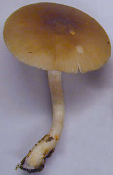 Image of Entoloma rhodopolium (Fr.) P. Kumm. 1871