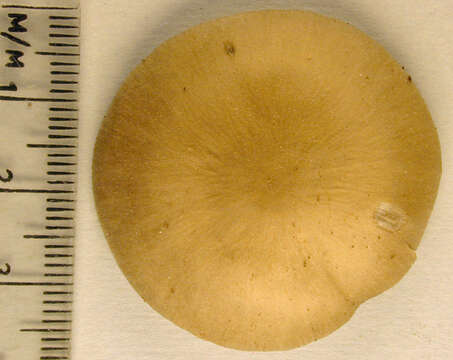 Image of Entoloma rhodopolium (Fr.) P. Kumm. 1871