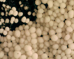 Image of Bulbillomyces