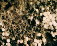 Image of Bulbillomyces