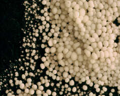 Image of Bulbillomyces