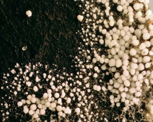 Image of Bulbillomyces