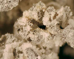 Image of <i>Mucilago <i>crustacea</i></i> var. crustacea