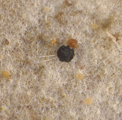 Слика од Phyllactinia orbicularis (Ehrenb.) U. Braun 2012