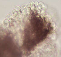 Image of Bulbillomyces