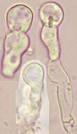 Image of Bulbillomyces