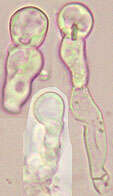 Image of Bulbillomyces