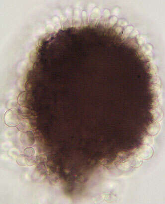 Image of Bulbillomyces