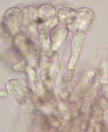 Image of Bulbillomyces