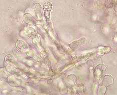 Image of Bulbillomyces