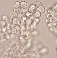 Image of Bulbillomyces