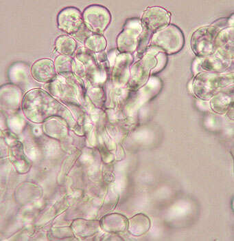 Image of Bulbillomyces