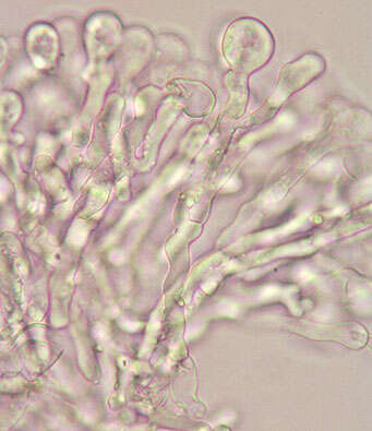 Image of Bulbillomyces