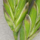 Image of Canada bluegrass