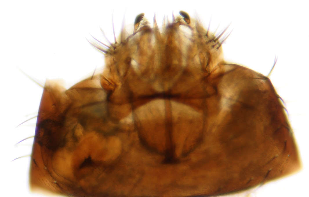 Image of Drosophila subobscura Collin 1936