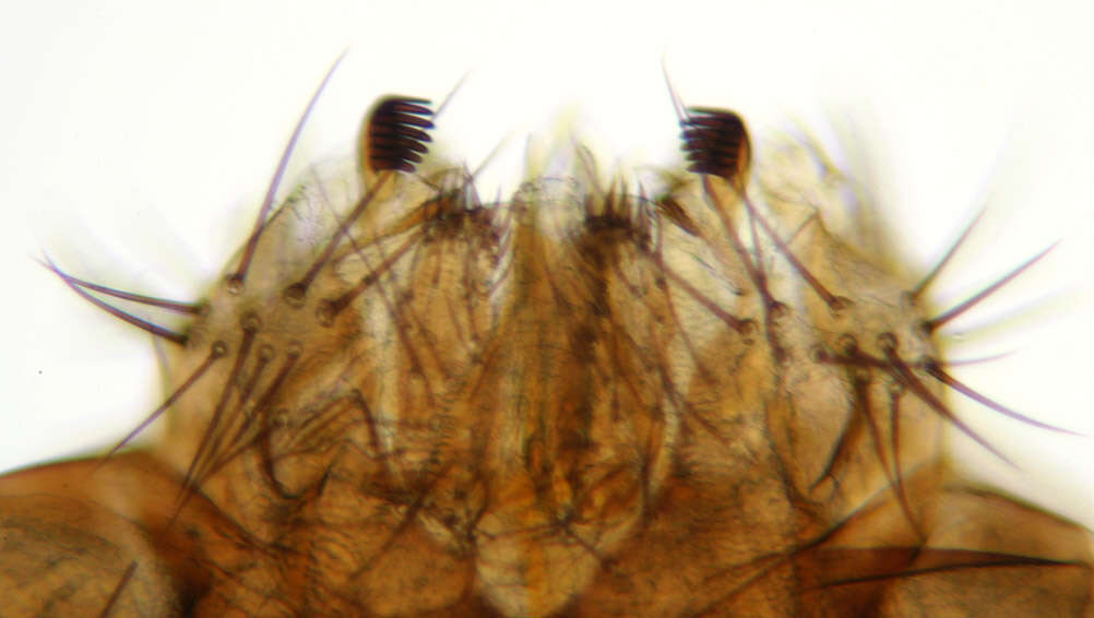 Image of Drosophila subobscura Collin 1936