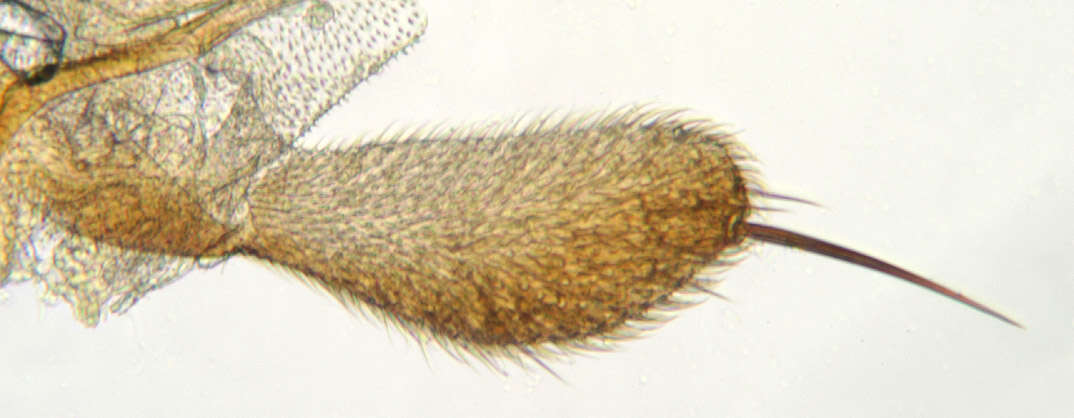 Image of Drosophila subobscura Collin 1936