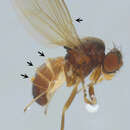 Image of Stigmatomyces majewskii H. L. Dainat, Manier & Balazuc 1974