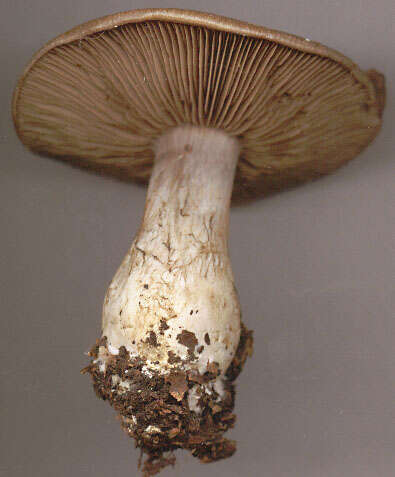 Image of Cortinarius infractus (Pers.) Fr. 1838