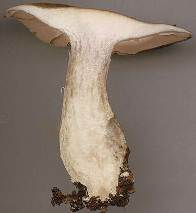 Image of Cortinarius infractus (Pers.) Fr. 1838