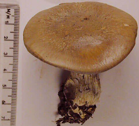 Image of Cortinarius infractus (Pers.) Fr. 1838