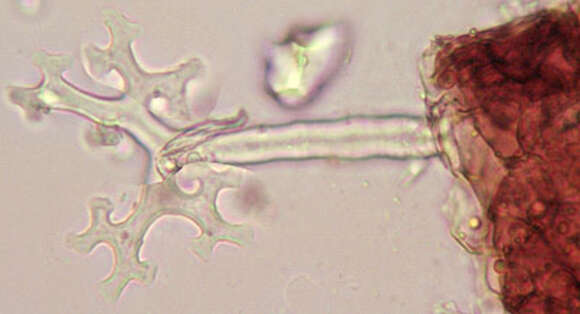 Erysiphe alphitoides (Griffon & Maubl.) U. Braun & S. Takam. 2000 resmi