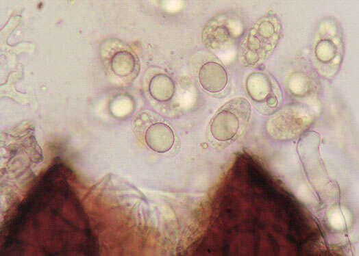 Erysiphe alphitoides (Griffon & Maubl.) U. Braun & S. Takam. 2000 resmi