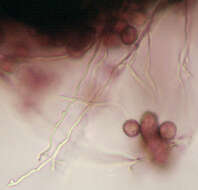 Image of Diderma effusum