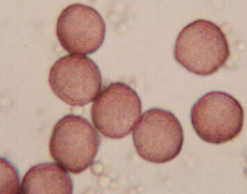 Image of Diderma effusum