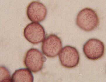 Image of Diderma effusum