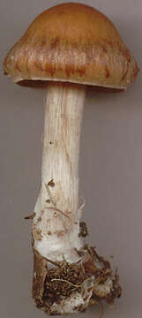 Image of Cortinarius subbalaustinus Rob. Henry 1991