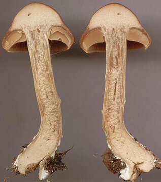 Image of Cortinarius subbalaustinus Rob. Henry 1991