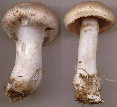 Image of Cortinarius largus Fr. 1838