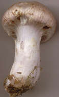Image of Cortinarius largus Fr. 1838