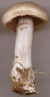 Image of Cortinarius largus Fr. 1838