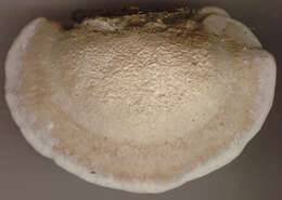 Image of birch polypore