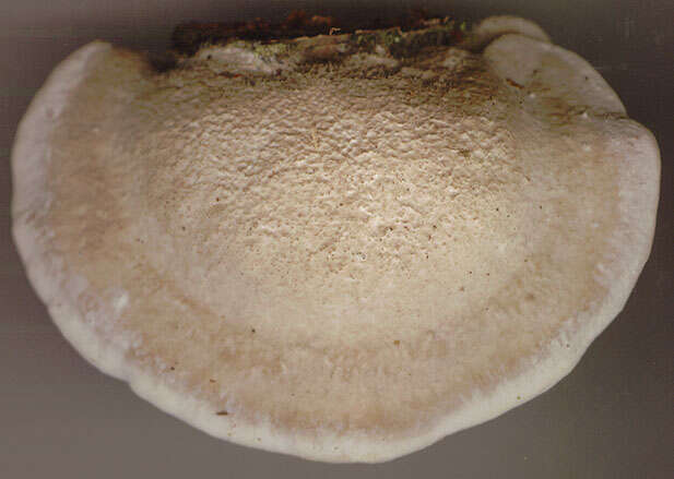 Image of birch polypore