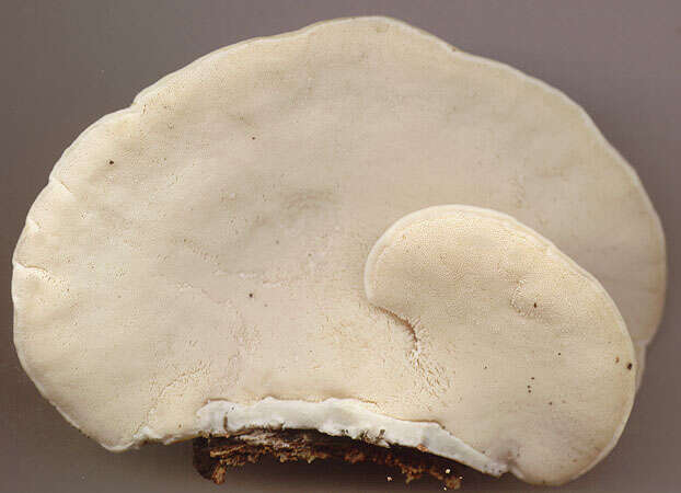 Image of birch polypore