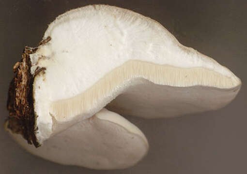 Image of birch polypore