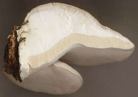 Image de Polypore du bouleau