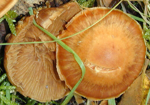 Image of Cortinarius subbalaustinus Rob. Henry 1991