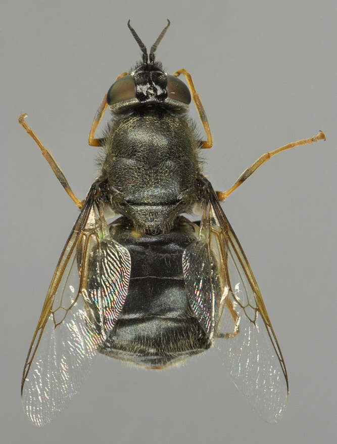 Sivun Odontomyia tigrina (Fabricius 1775) kuva