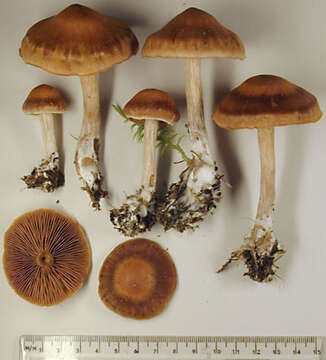 Image of Cortinarius subbalaustinus Rob. Henry 1991