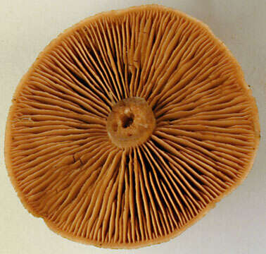 Image of Cortinarius subbalaustinus Rob. Henry 1991