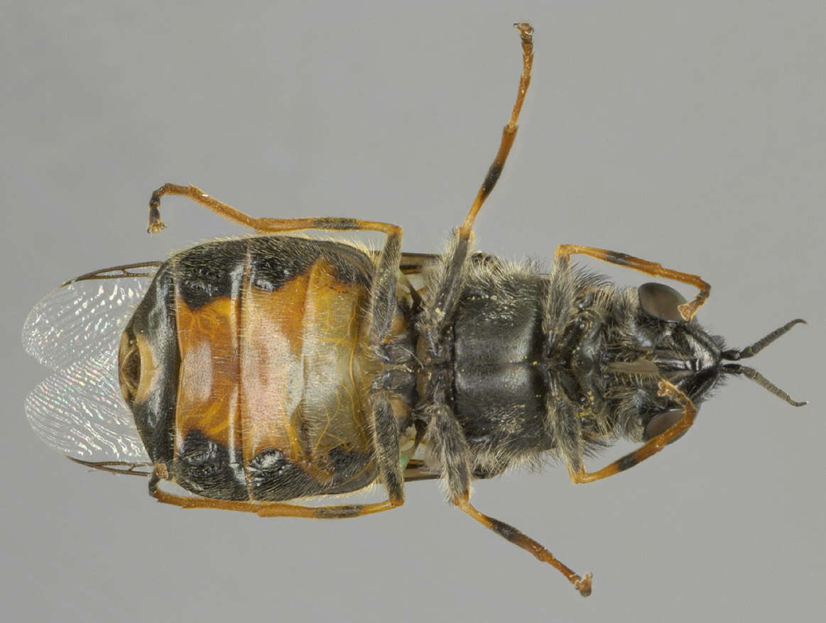 Sivun Odontomyia tigrina (Fabricius 1775) kuva