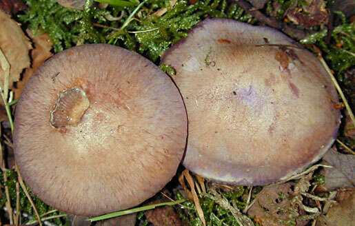 Image of Cortinarius largus Fr. 1838