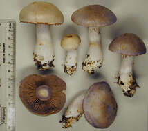 Image of Cortinarius largus Fr. 1838