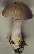 Image of Cortinarius largus Fr. 1838