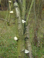 Image of birch polypore